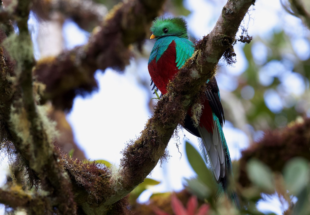 Resplendent Quetzal - ML619675360