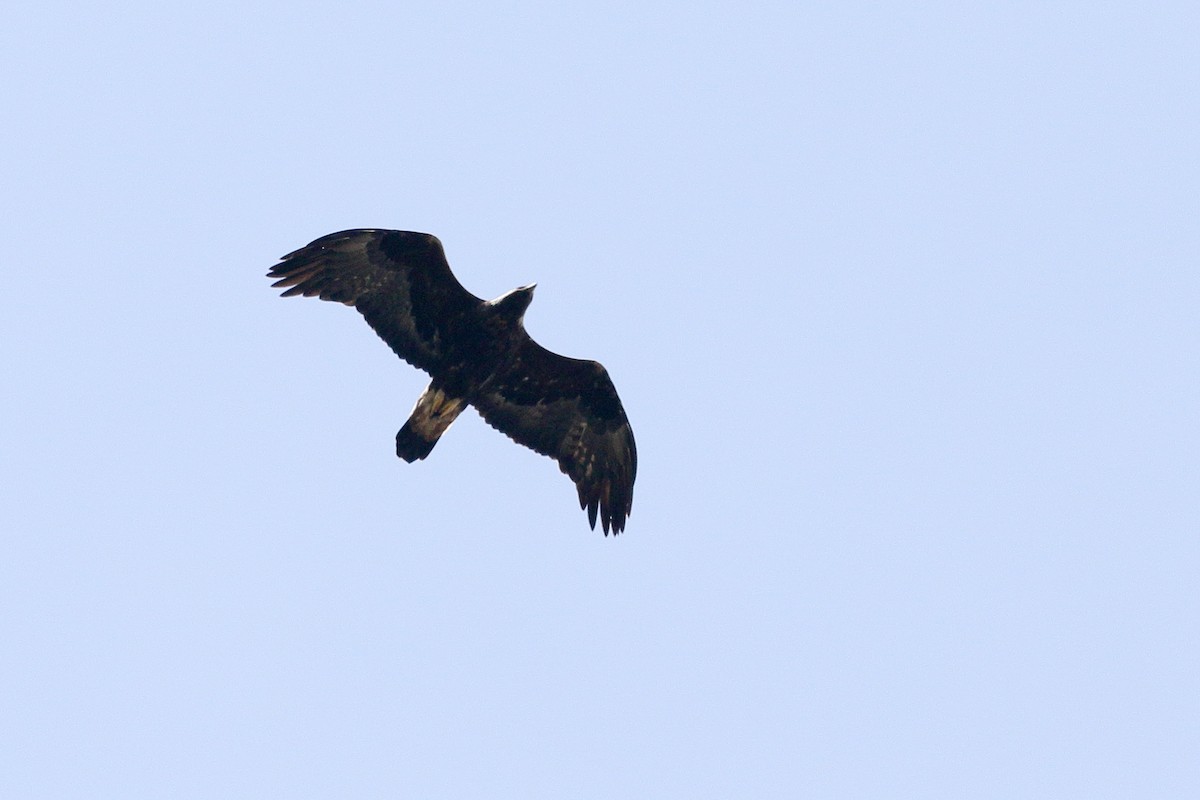 Águila Real - ML619675363