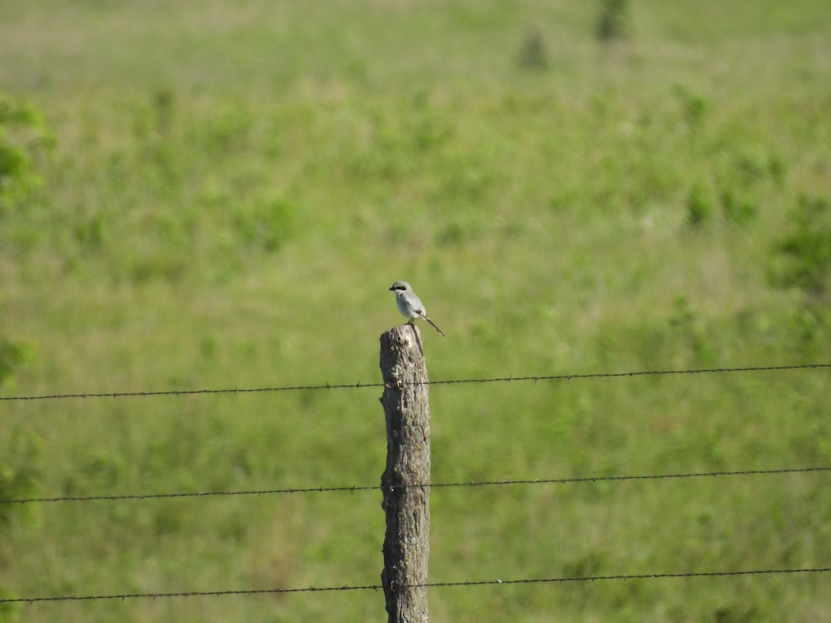 Loggerhead Shrike - ML619675364