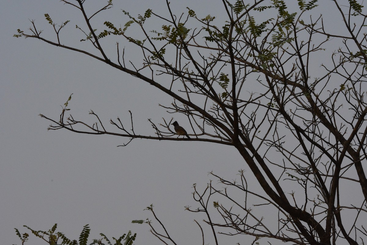 Red-vented Bulbul - ML619675371