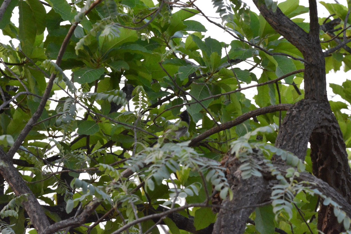 Red-vented Bulbul - ML619675373