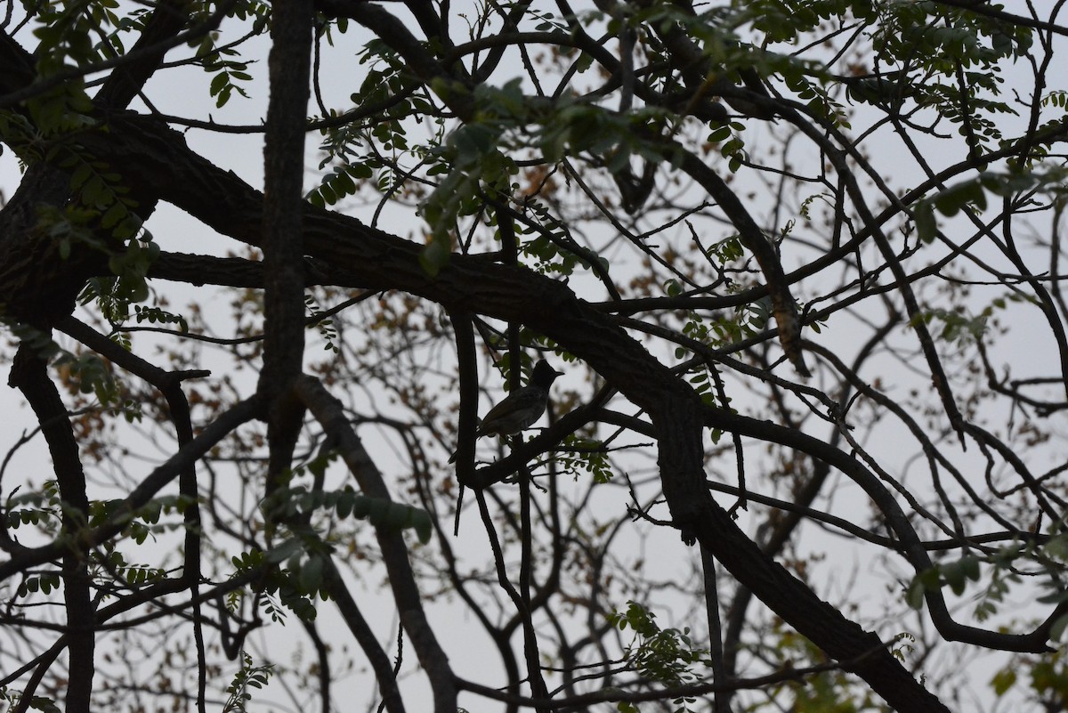 Red-vented Bulbul - ML619675376