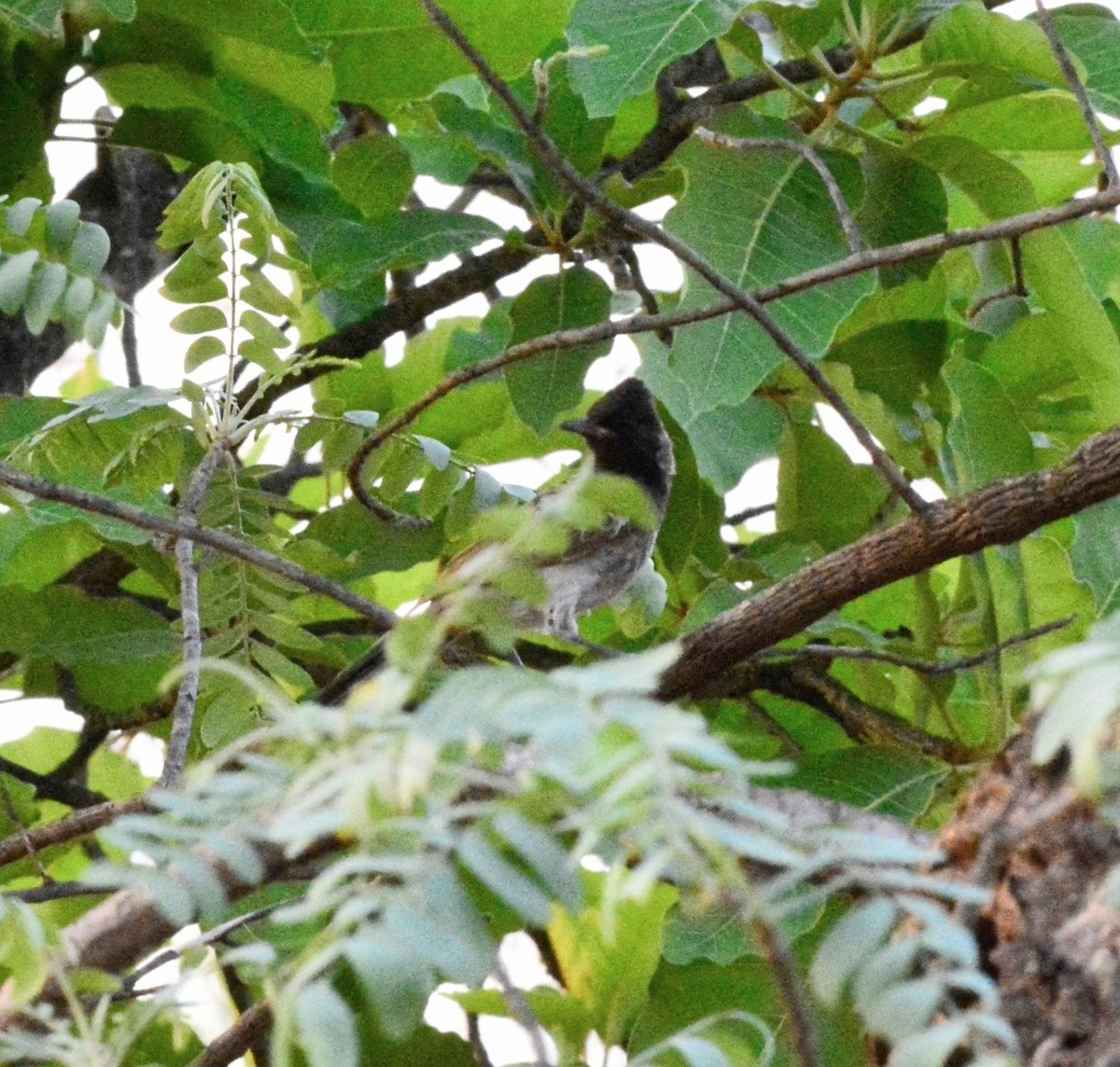 Red-vented Bulbul - ML619675379