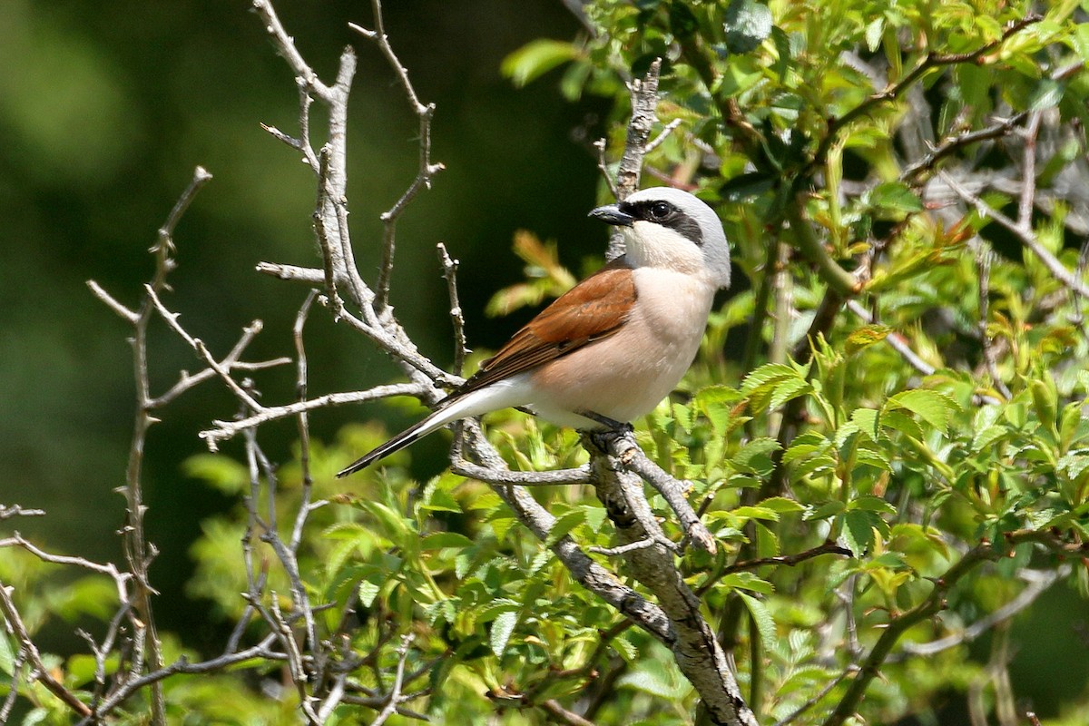 Red-backed Shrike - ML619675384