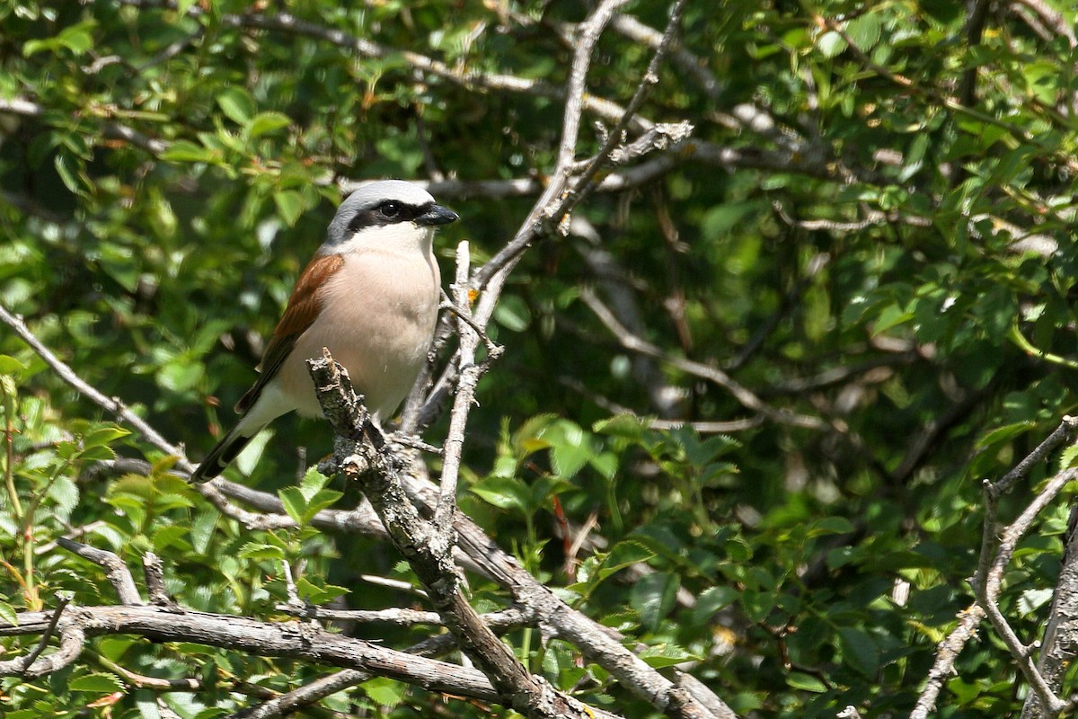 Red-backed Shrike - ML619675387