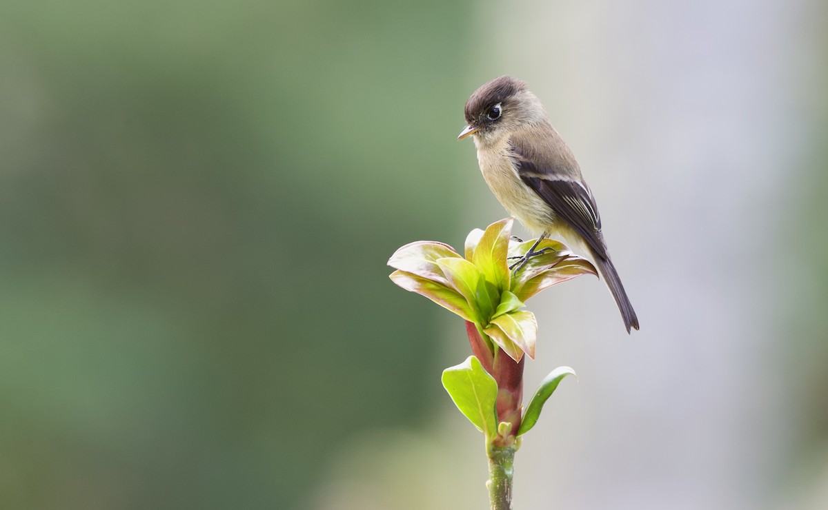 Black-capped Flycatcher - ML619675398