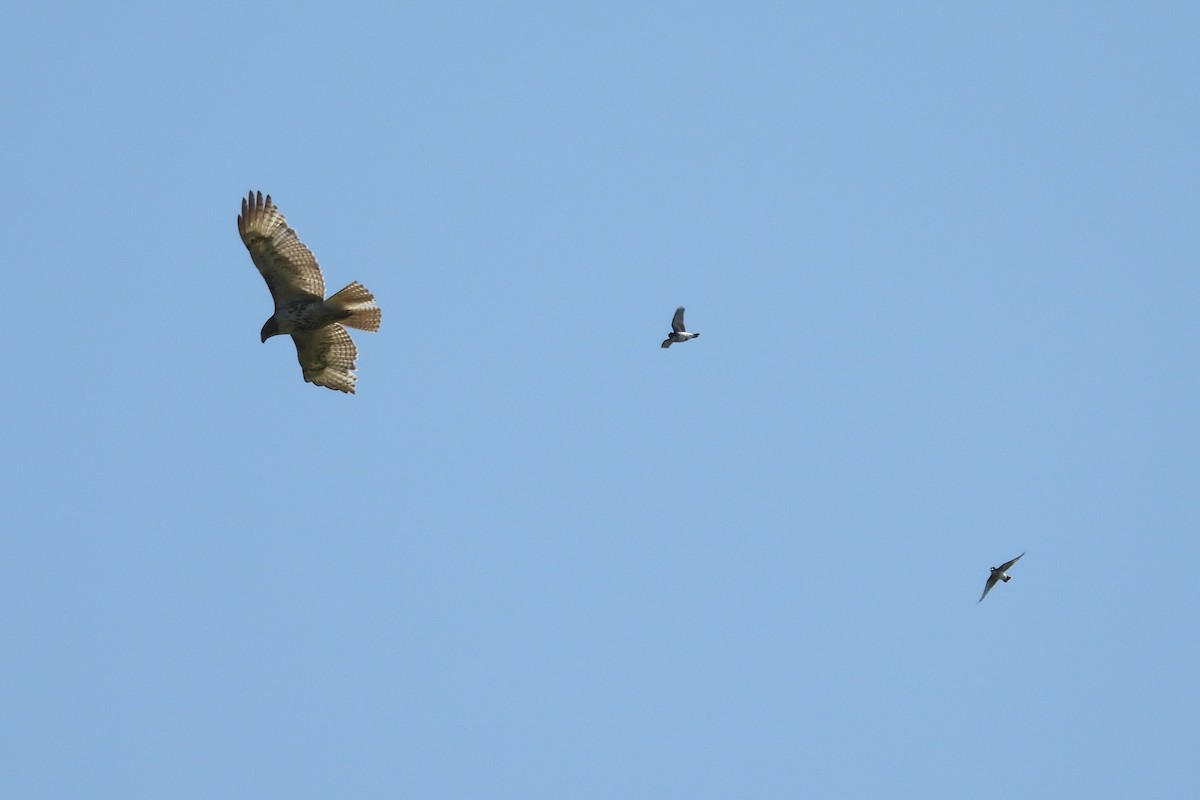 Red-tailed Hawk - ML619675403