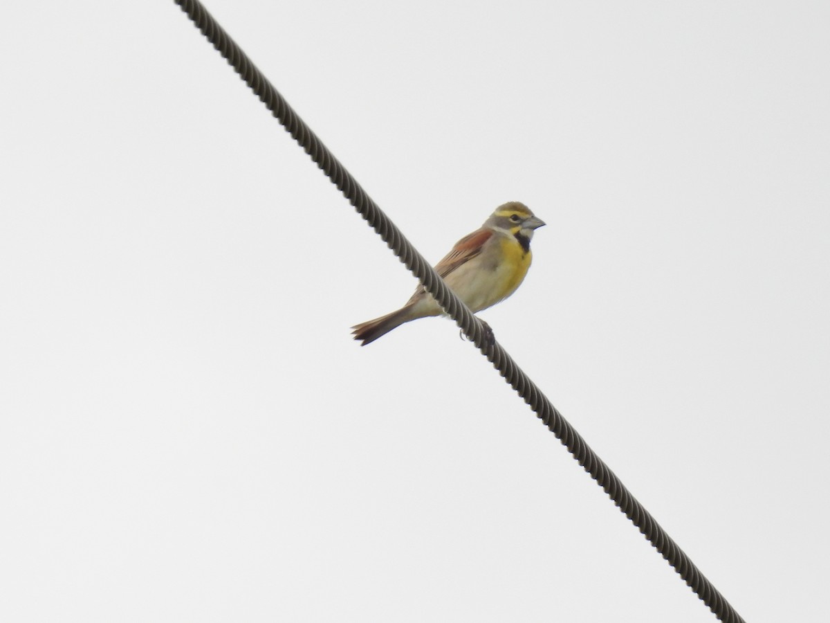 Dickcissel d'Amérique - ML619675430