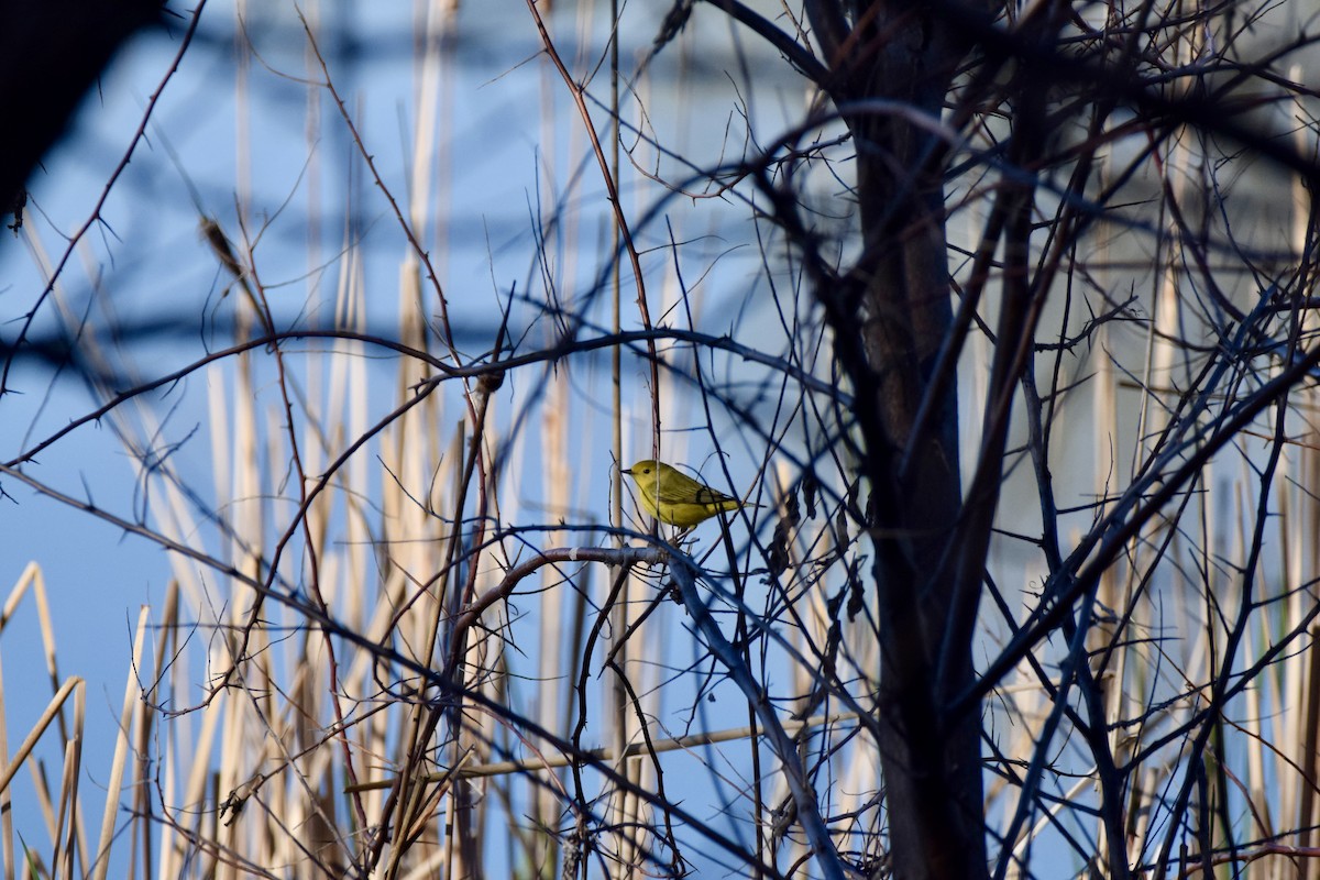 Yellow Warbler - ML619675431