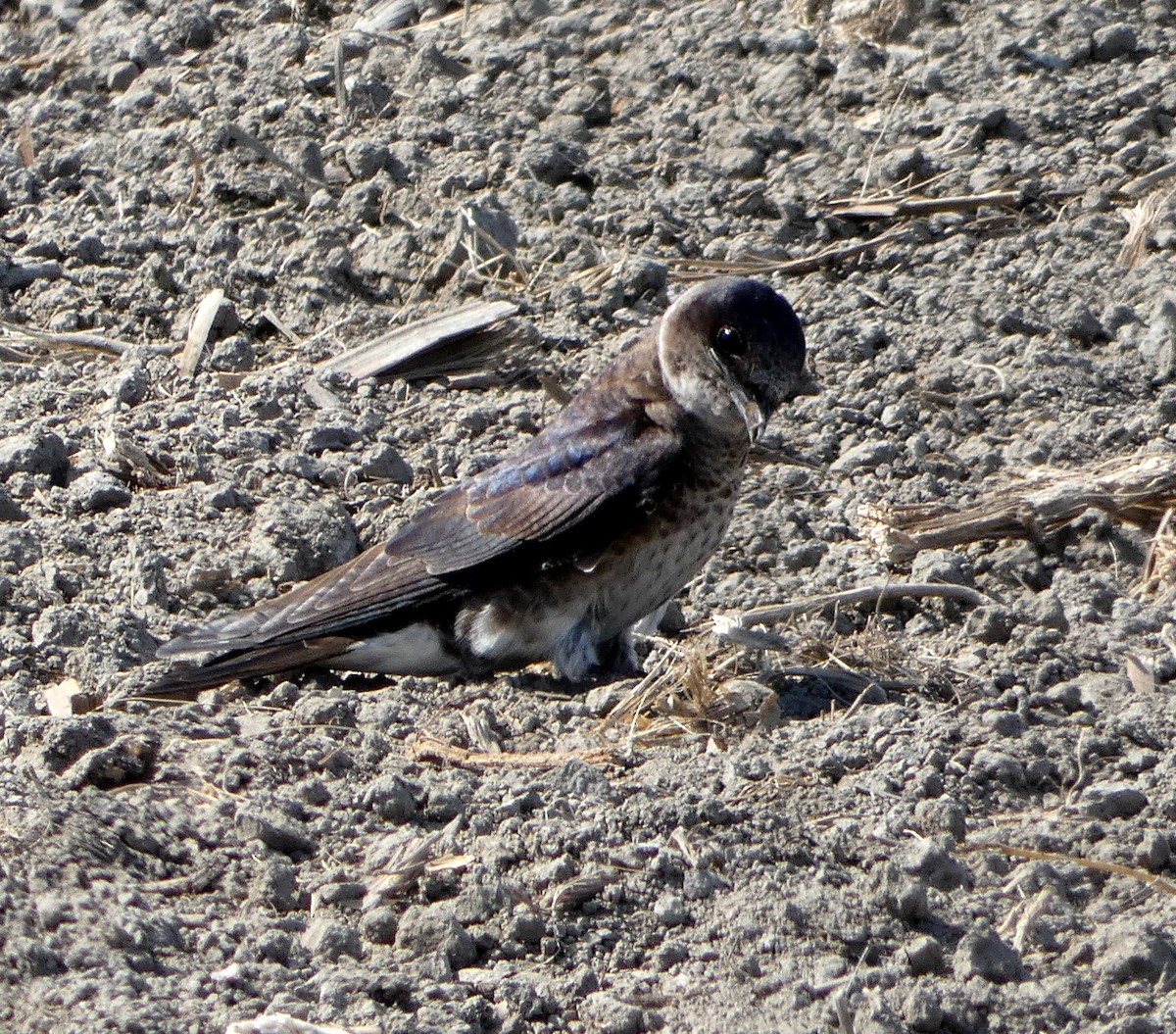 Golondrina Purpúrea - ML619675437