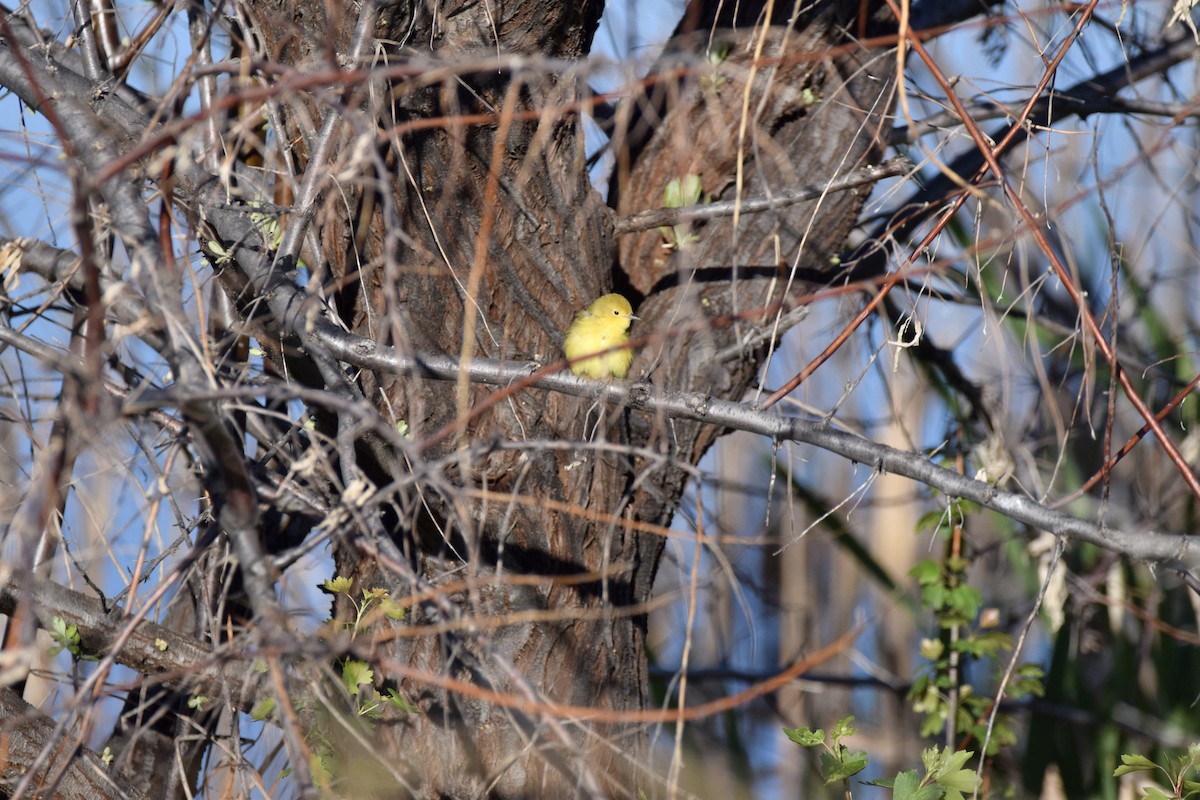 Yellow Warbler - ML619675442