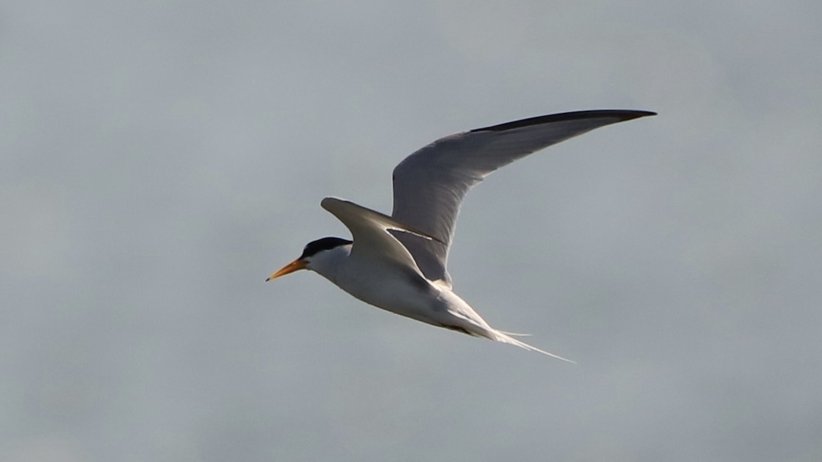 Least Tern - ML619675444