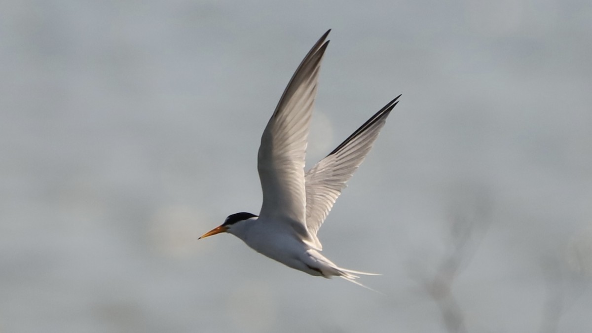 Least Tern - ML619675445