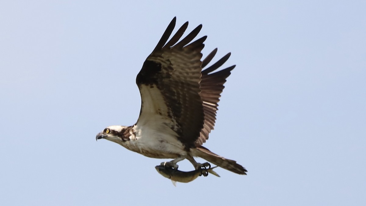 Águila Pescadora - ML619675456