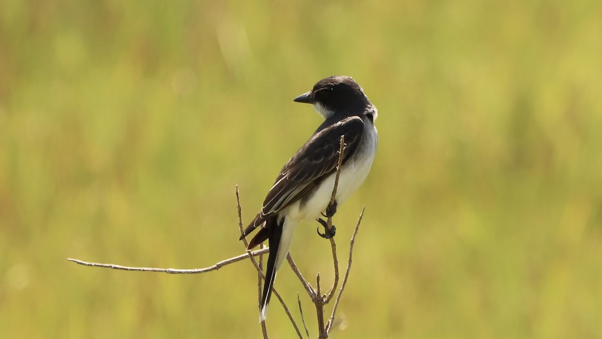 Eastern Kingbird - ML619675473