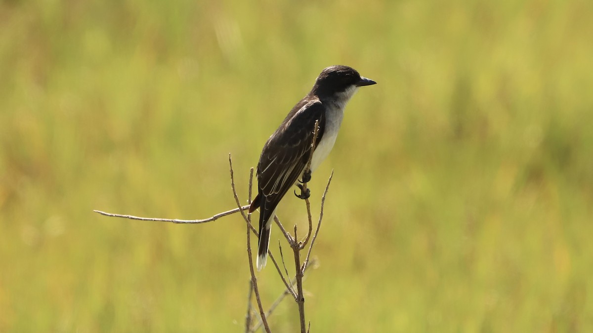 Eastern Kingbird - ML619675474