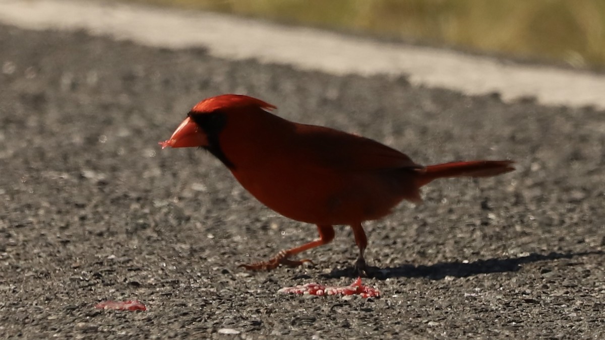 Cardinal rouge - ML619675503