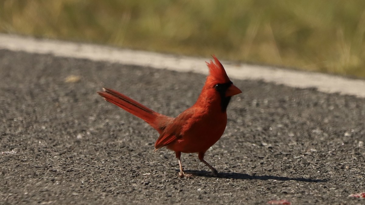 Cardinal rouge - ML619675504