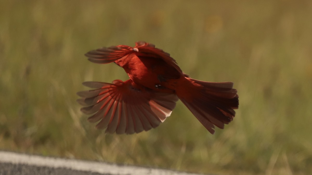 Cardinal rouge - ML619675505