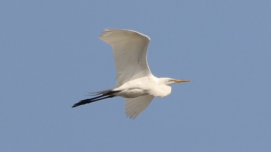 Great Egret - ML619675523