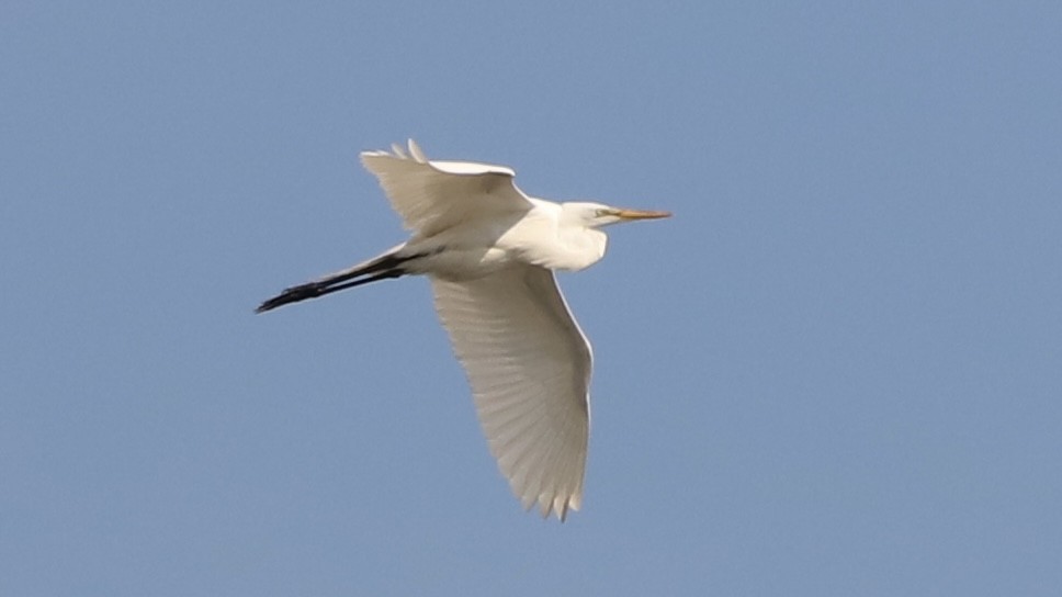 Great Egret - ML619675524