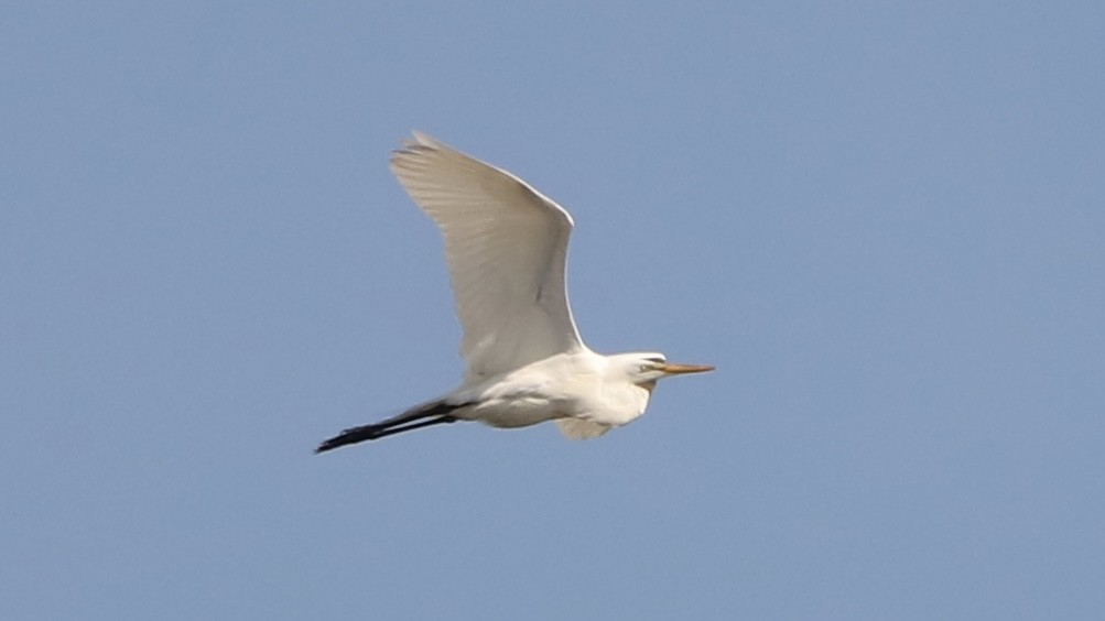 Great Egret - ML619675525