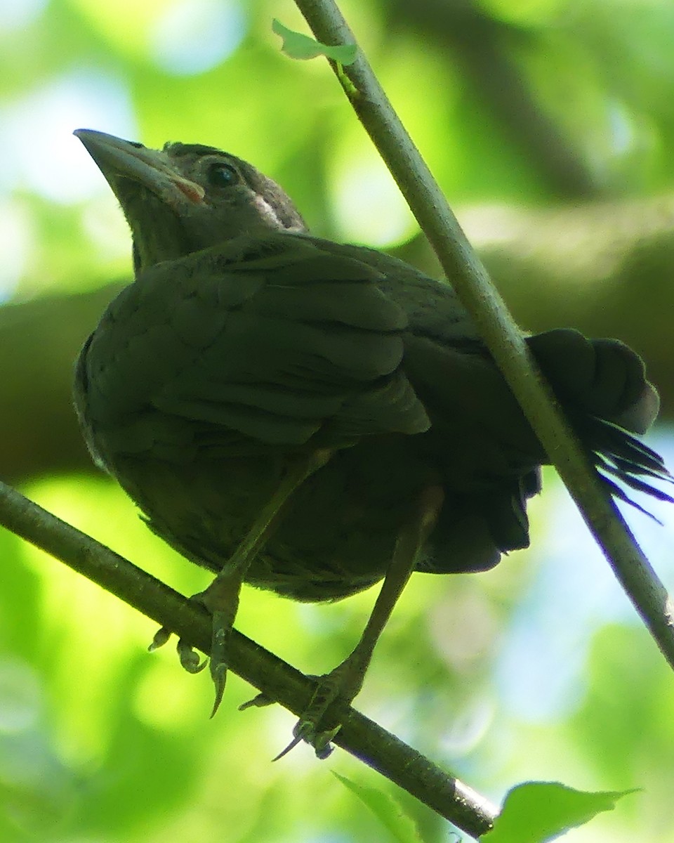 Common Grackle - ML619675531