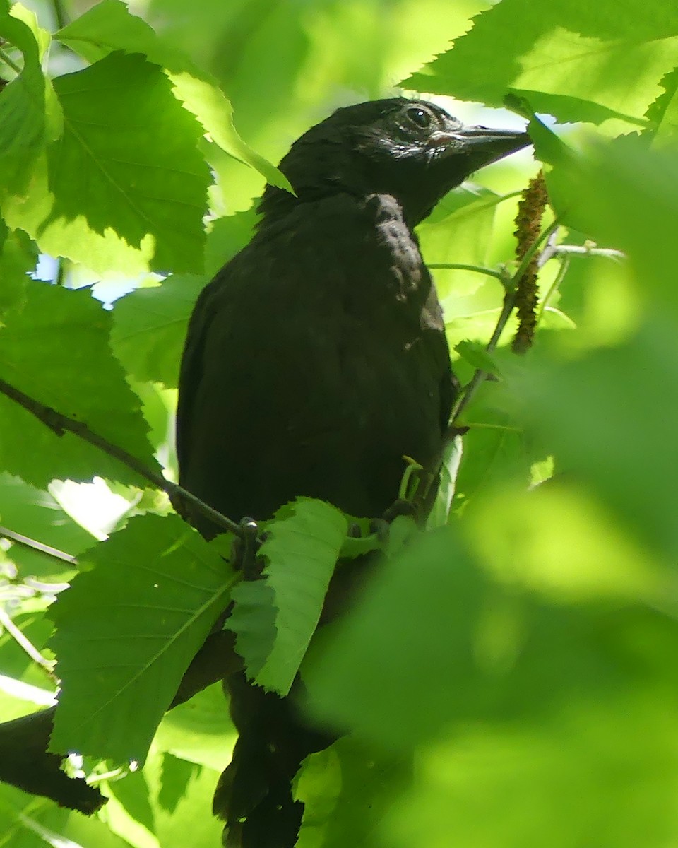 Common Grackle - ML619675532