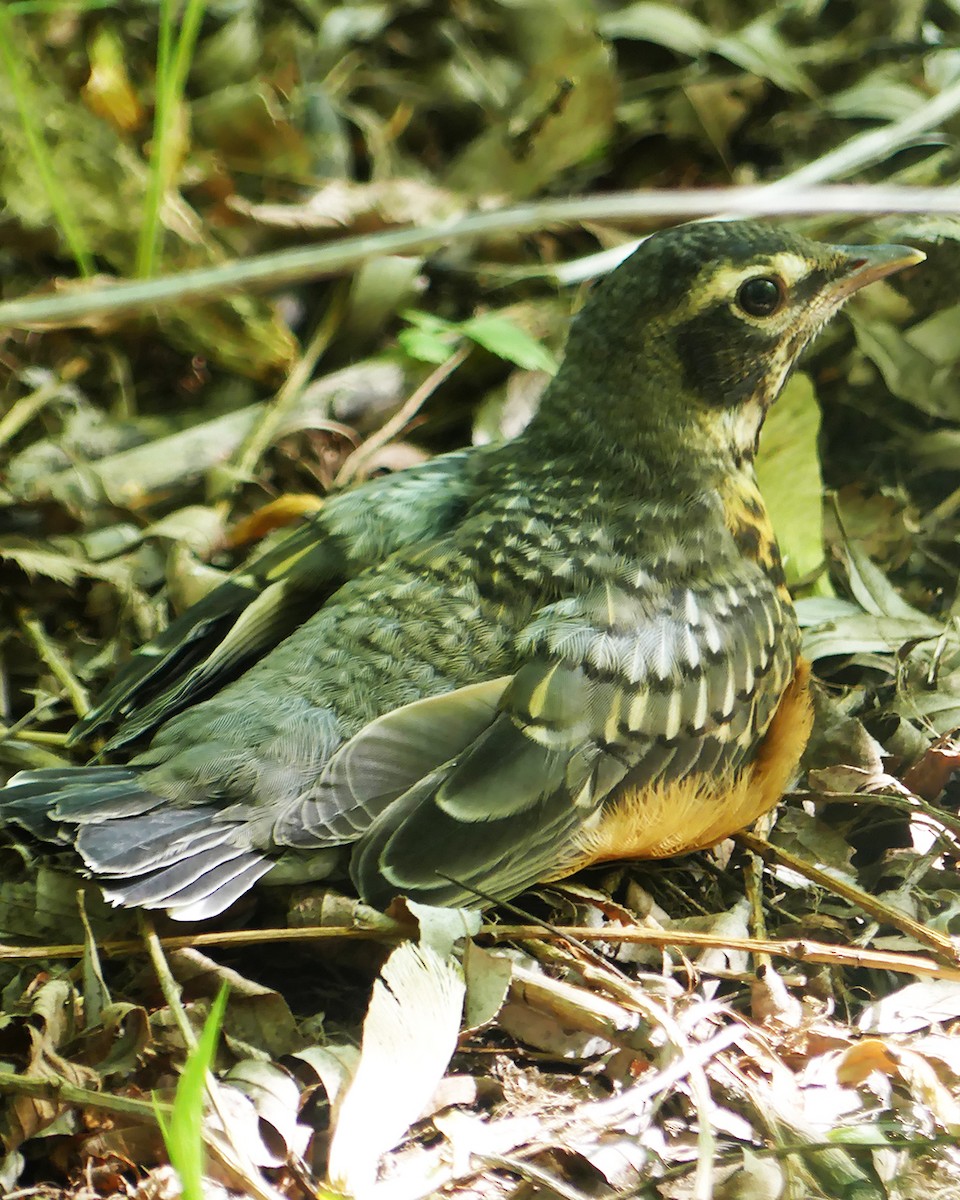 American Robin - ML619675554