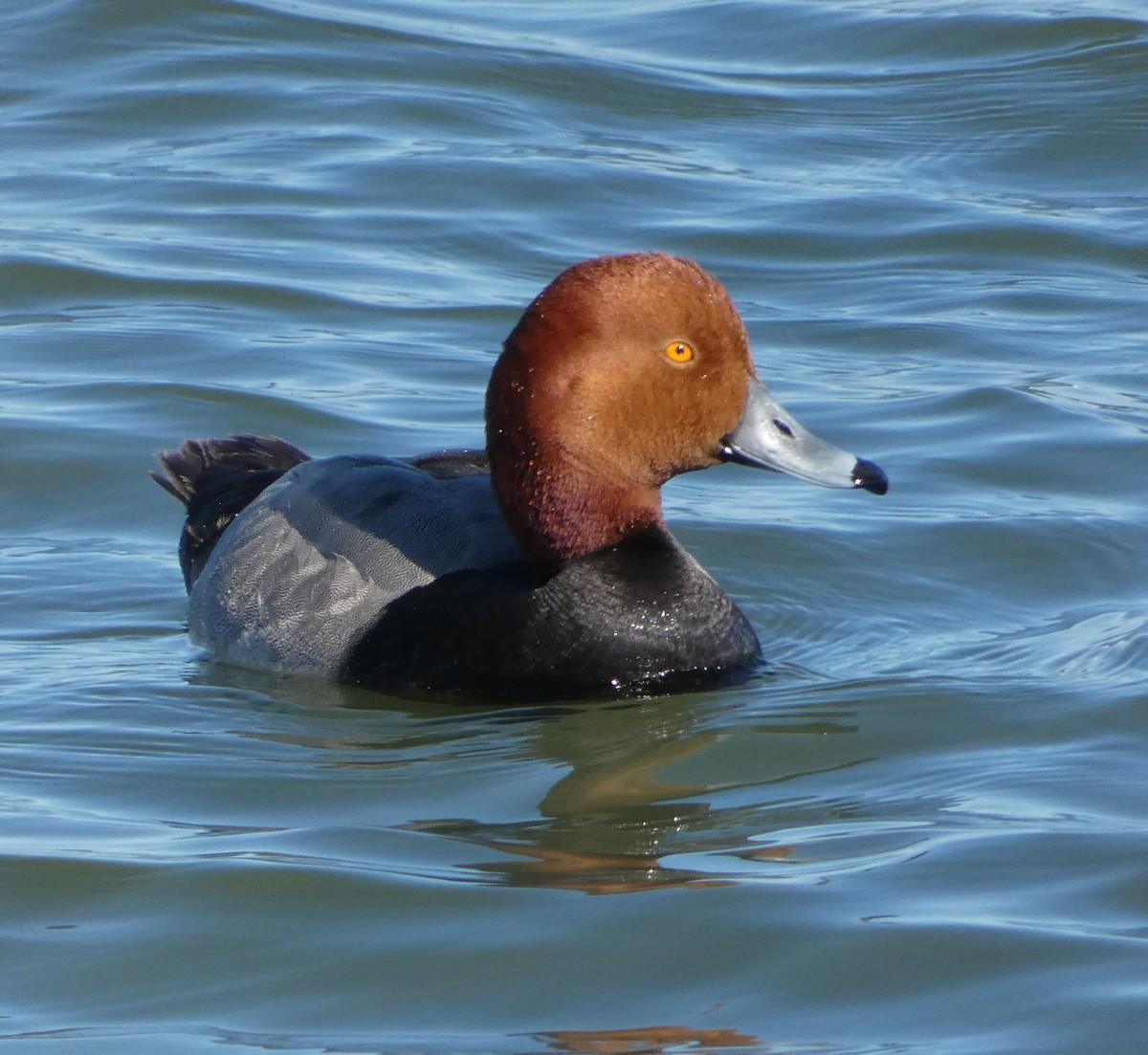 Redhead - ML619675568