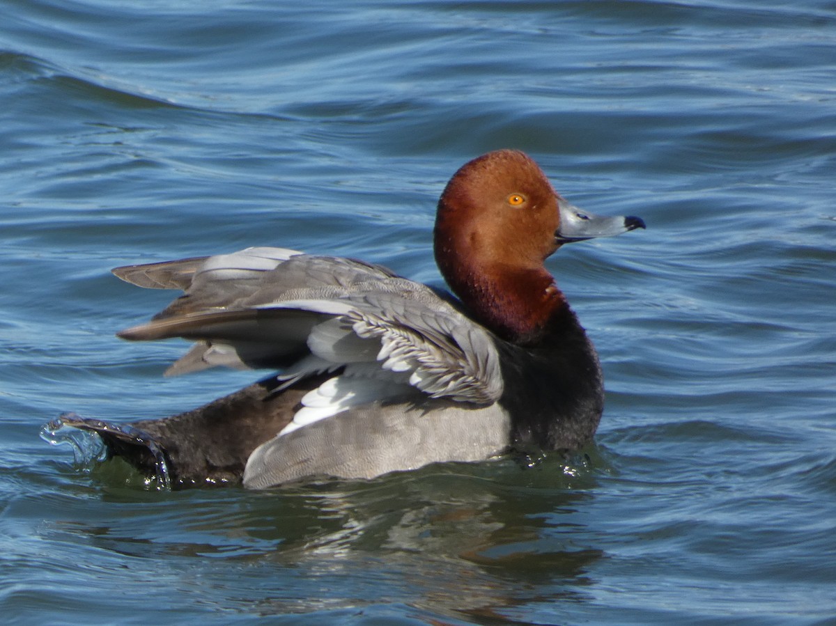 Redhead - ML619675572