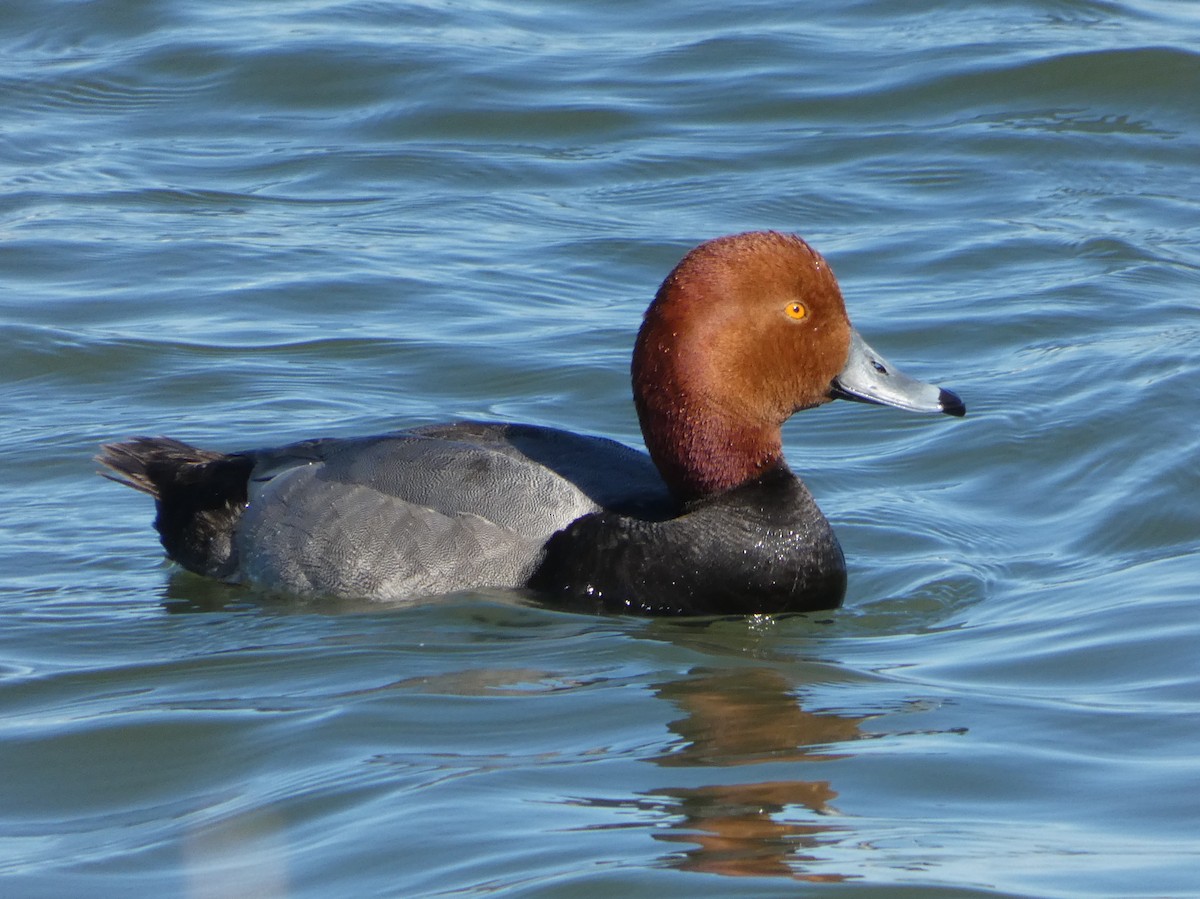 Redhead - ML619675576