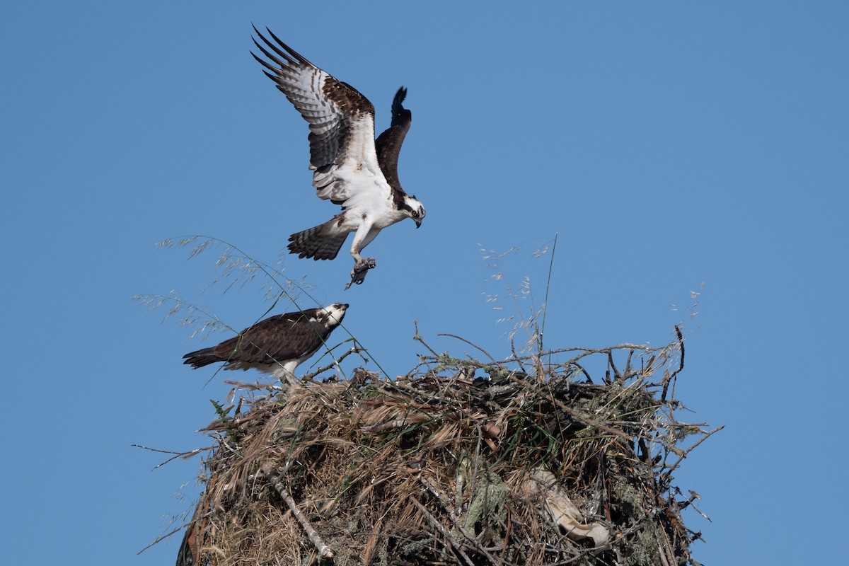 Osprey - ML619675583