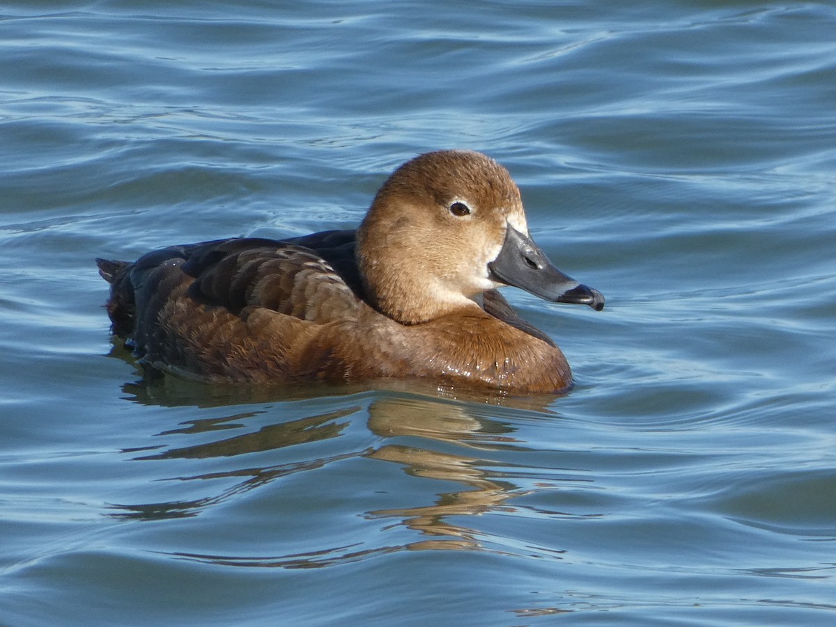 Redhead - ML619675585