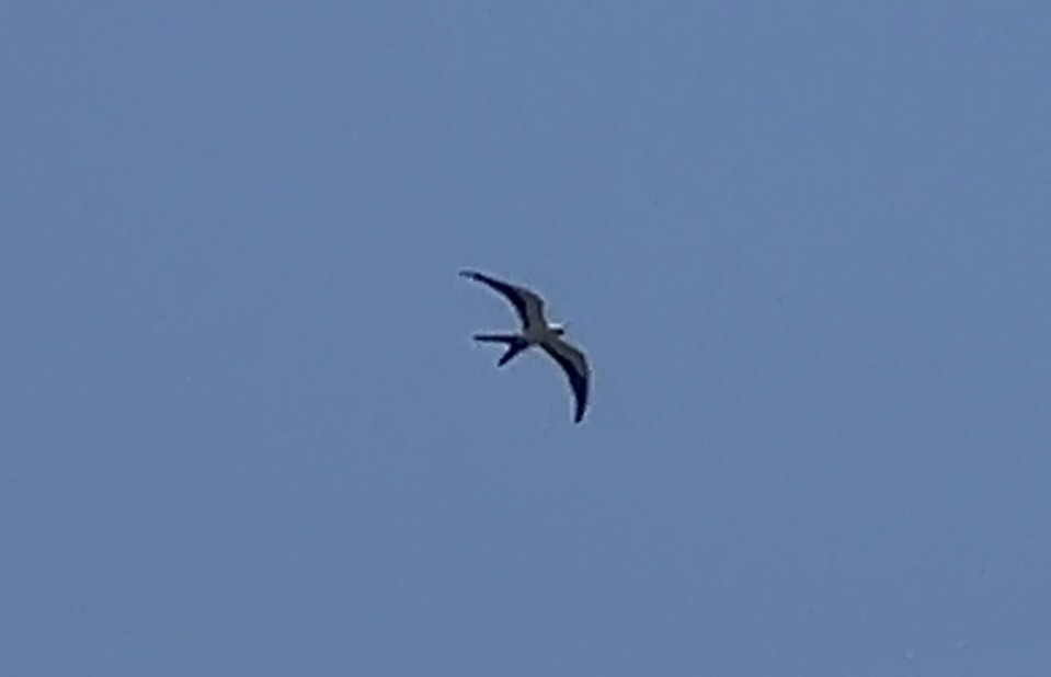 Swallow-tailed Kite - Mark McShane