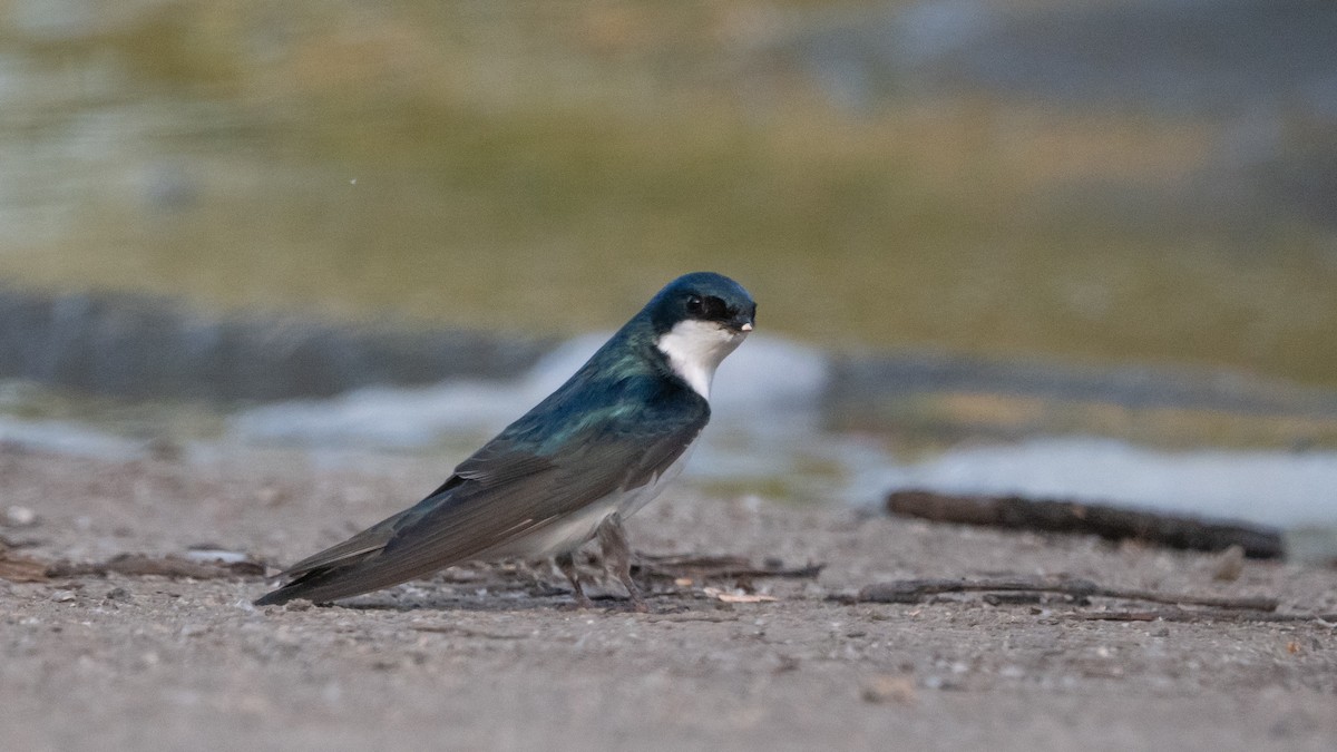 Tree Swallow - ML619675594