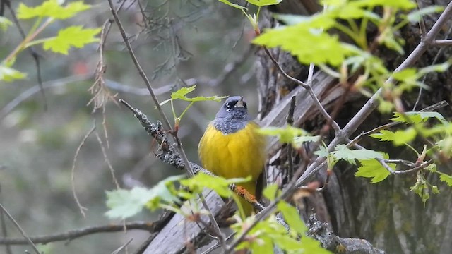 MacGillivray's Warbler - ML619675597