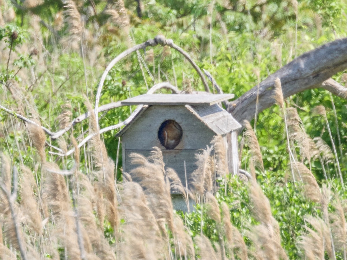 Barn Owl (American) - ML619675624