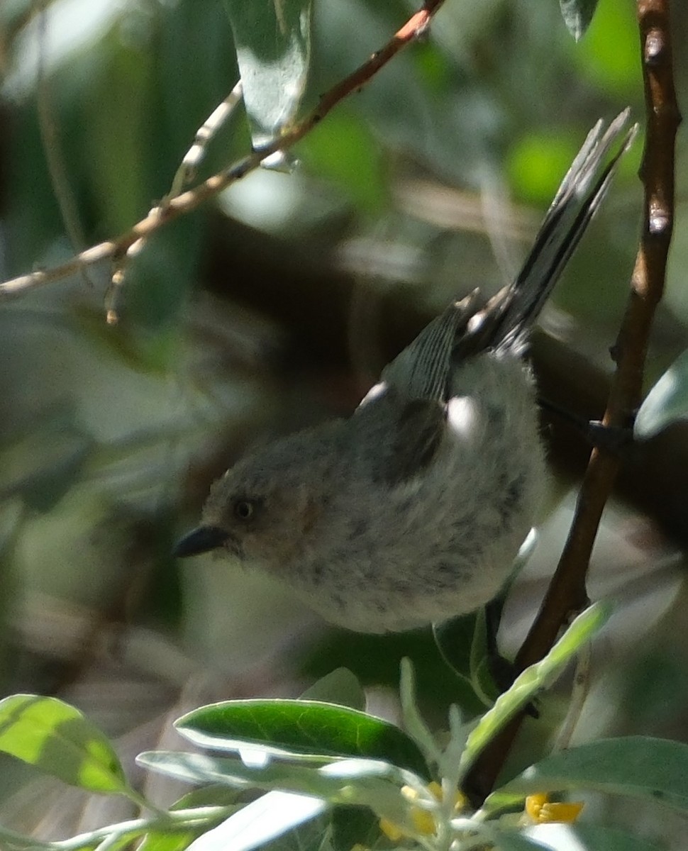 Bushtit (Interior) - ML619675629