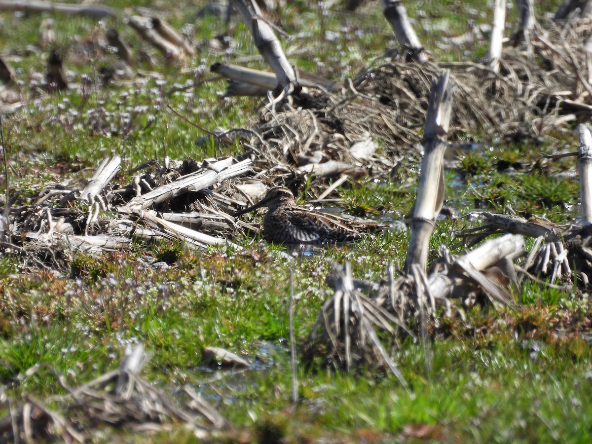 Wilson's Snipe - ML619675647