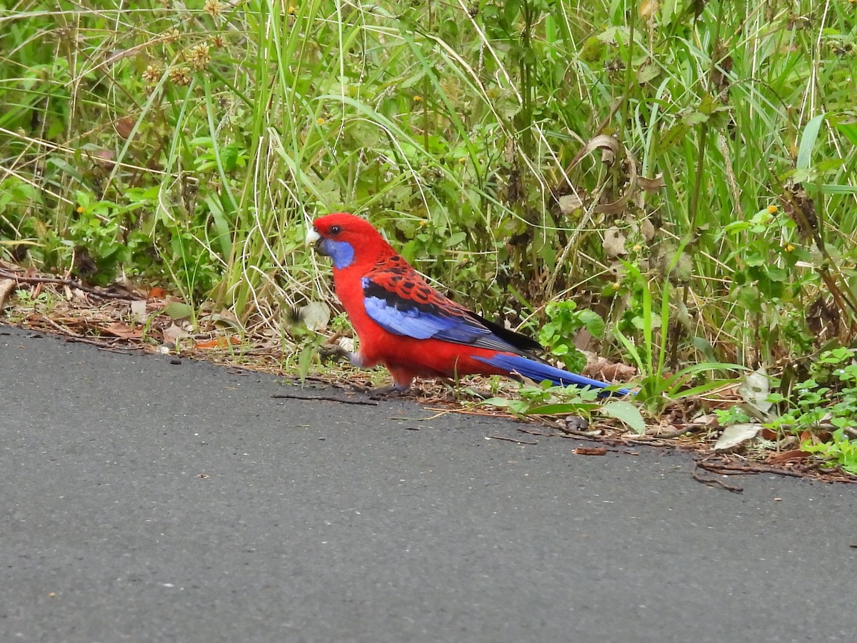 Crimson Rosella - ML619675658