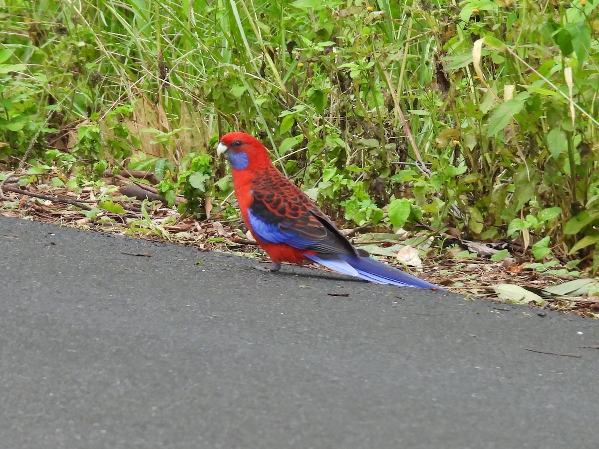 Crimson Rosella - ML619675659