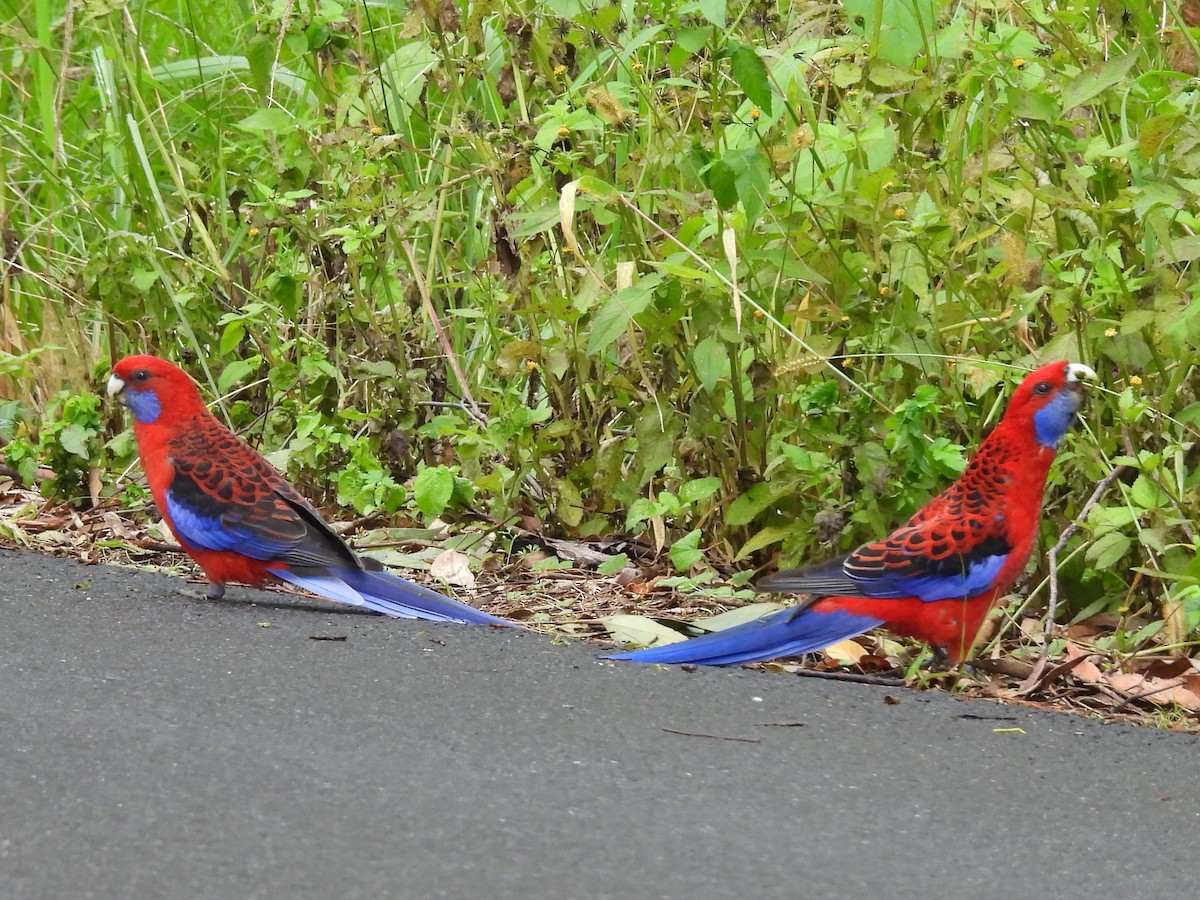 Crimson Rosella - Tris Allinson