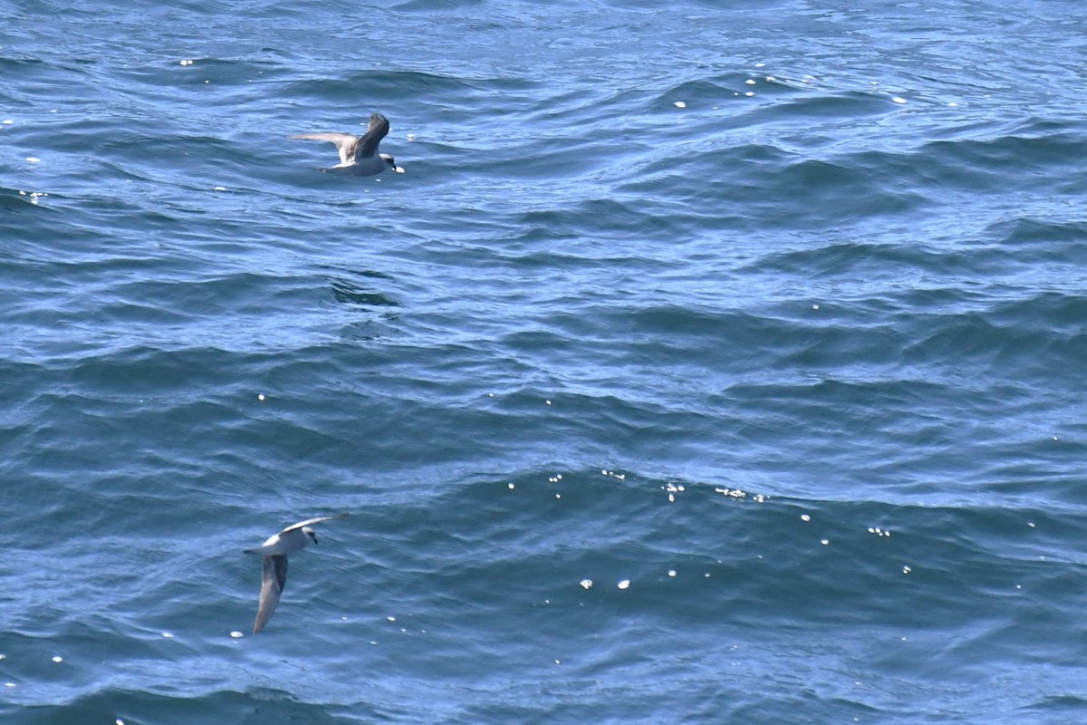 Fork-tailed Storm-Petrel - ML619675670