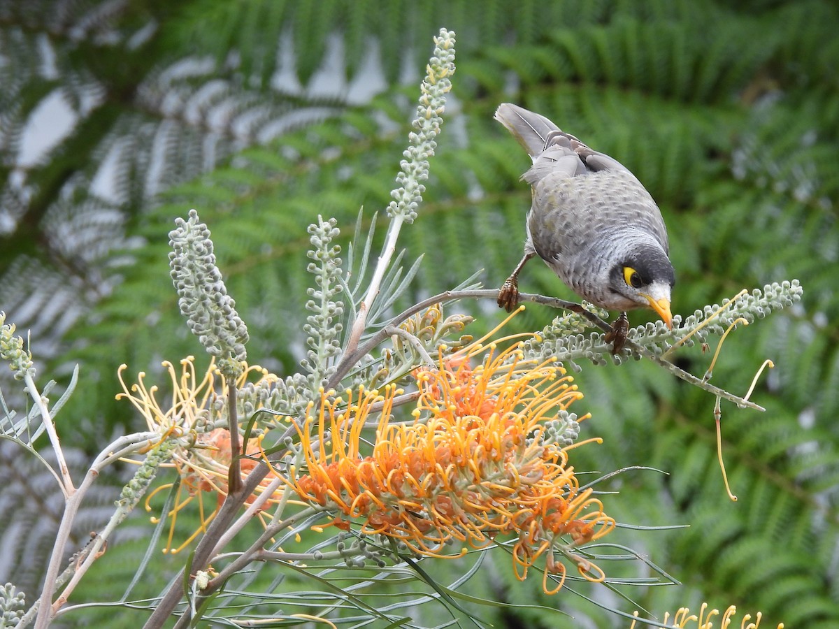 Noisy Miner - ML619675675