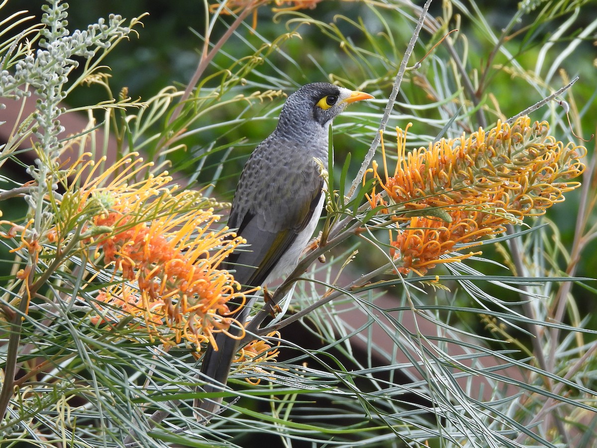 Noisy Miner - ML619675677