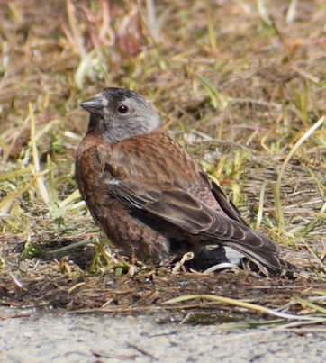 Gray-crowned Rosy-Finch - ML619675679