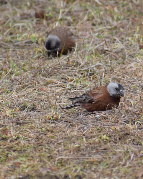 Gray-crowned Rosy-Finch - ML619675681