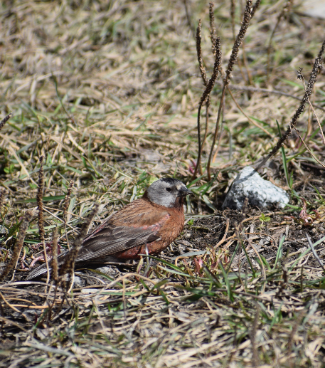 Gray-crowned Rosy-Finch - ML619675682