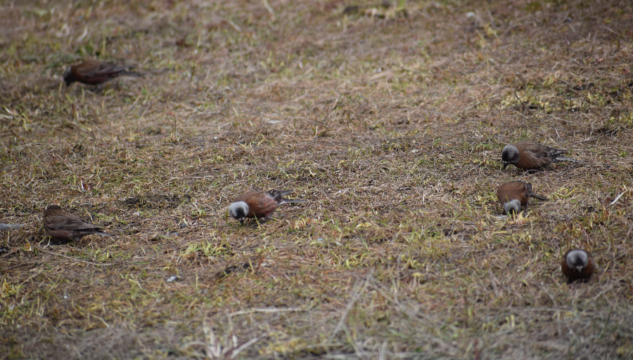 Gray-crowned Rosy-Finch - ML619675683